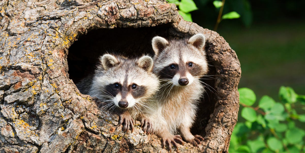 Why are there wild raccoons in the Netherlands?