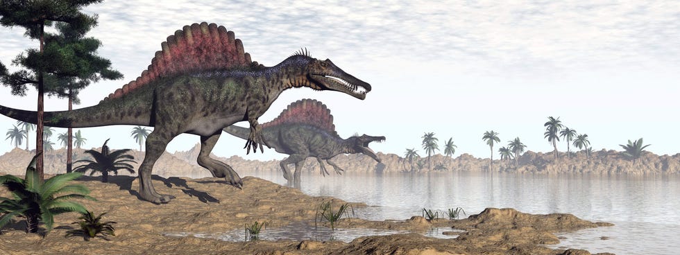 two spinosaurus dinosaurs walking to the water in a desert landscape
