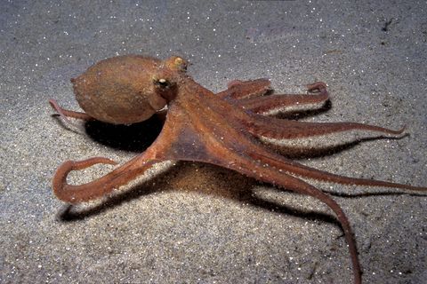 Two-spot octopus, Octopus bimaculatus, California, USA, Pacific Ocean