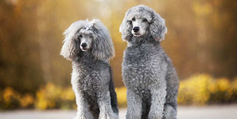two standard poodles sitting on road