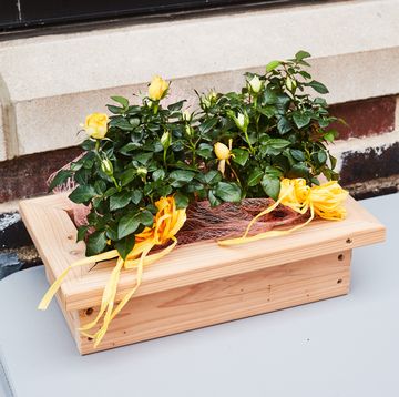 a plant in a wooden box