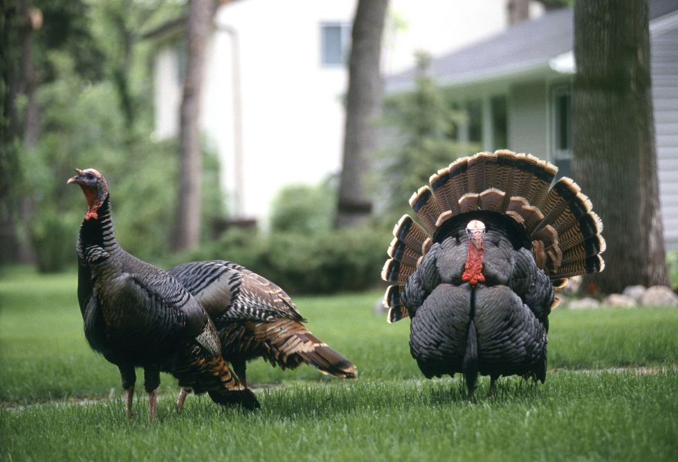 two turkeys in a yard