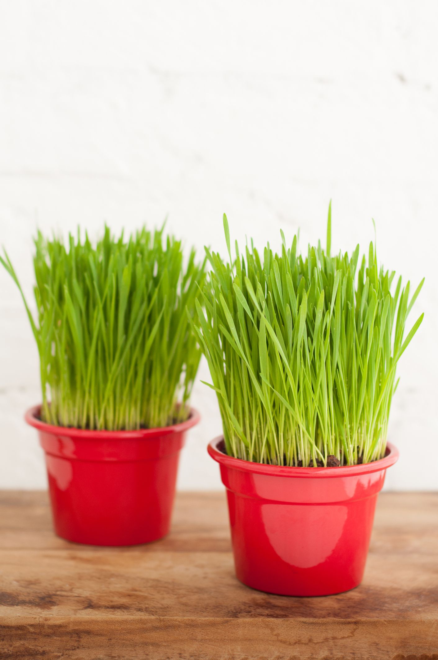 針葉植物 グラス クリアランス 食べられる