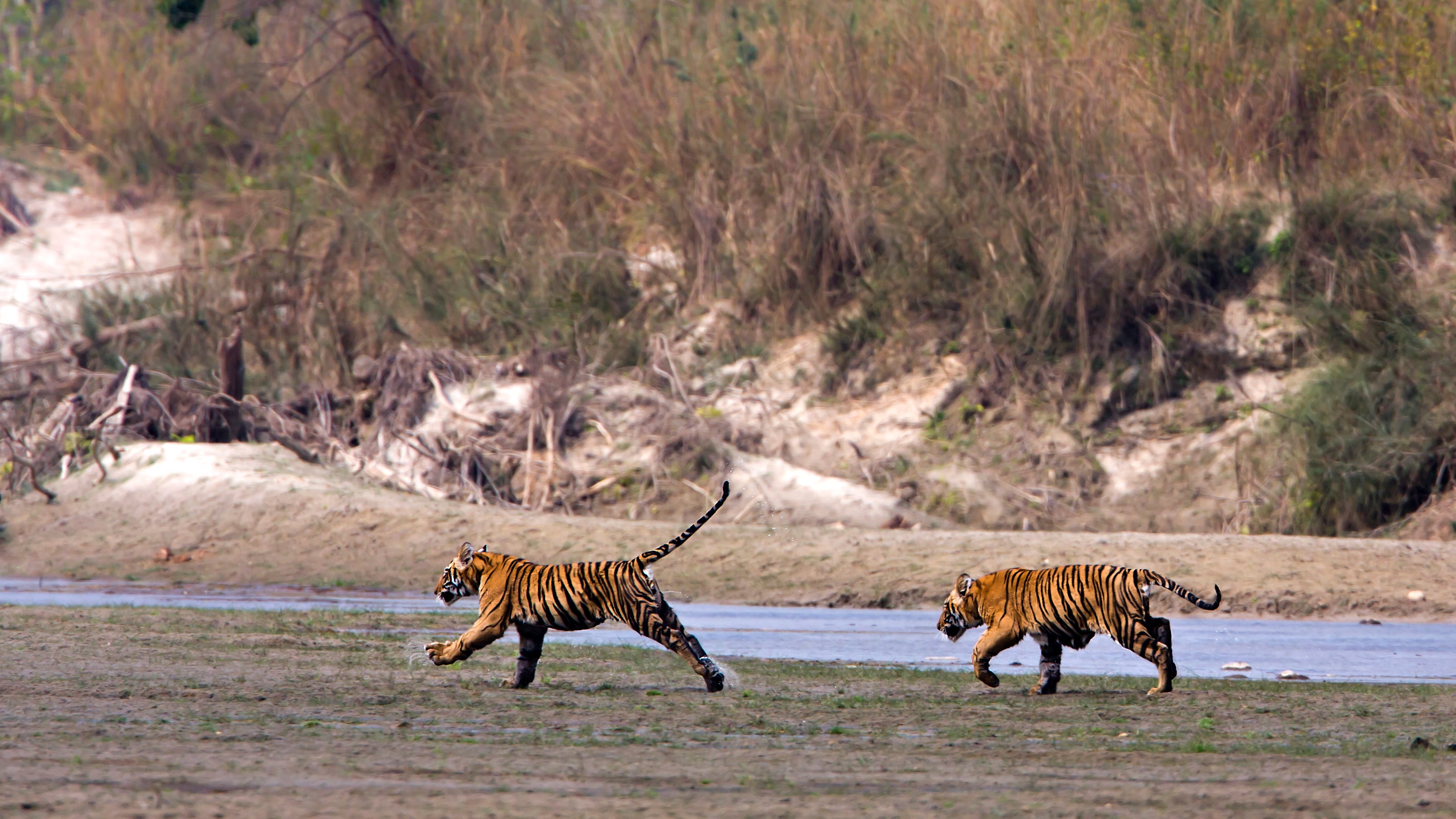 Safari holidays india two young wild tigers running  specie Panthera tigris in Nepal
