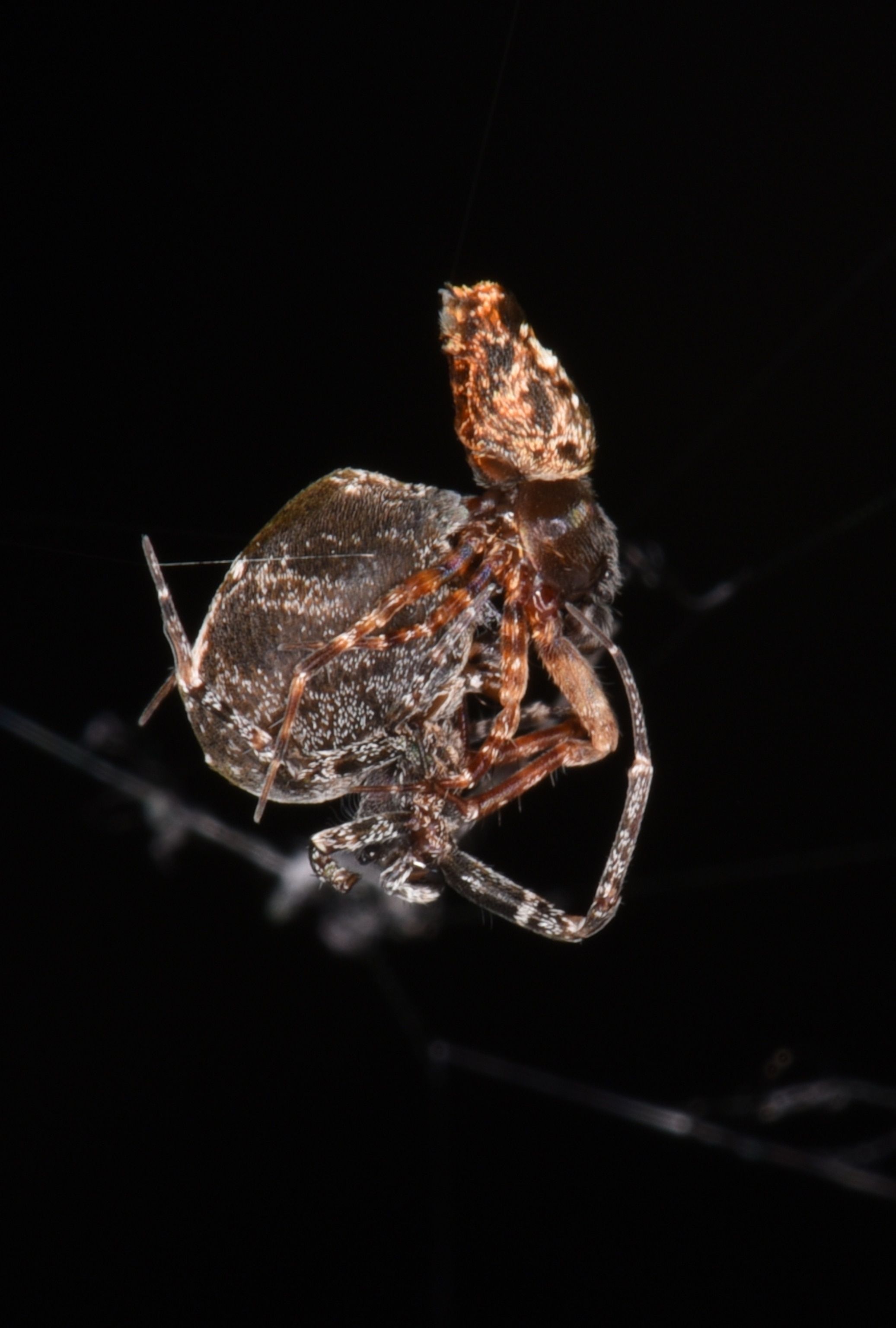 Deze spinnen katapulteren zichzelf om na de paring niet te worden opgegeten