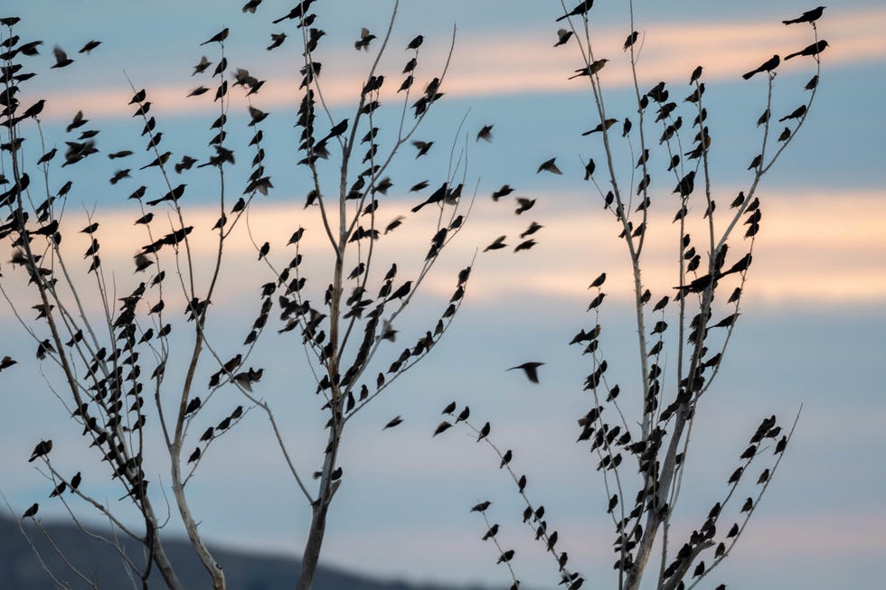 starlings at bosque del apache national wildlife refuge