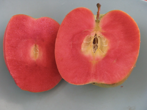 types of apples like hidden rose