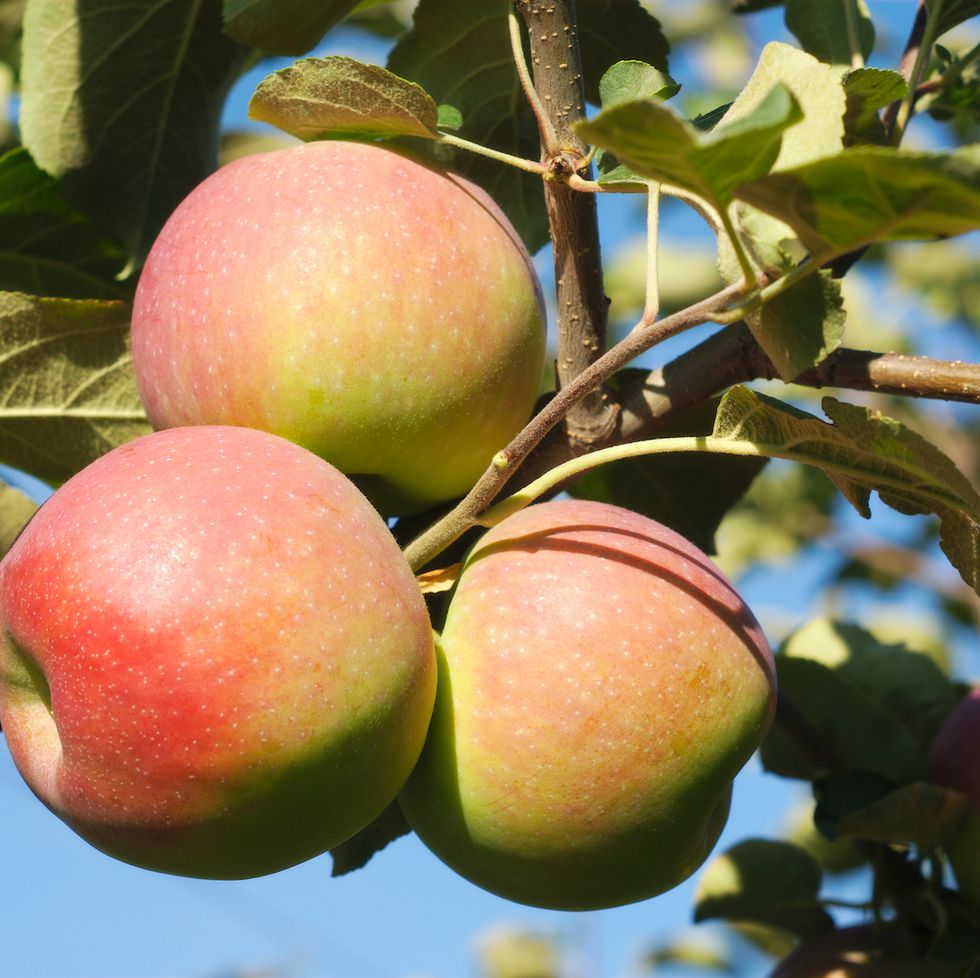 9 Types of Apples Everyone Should Know