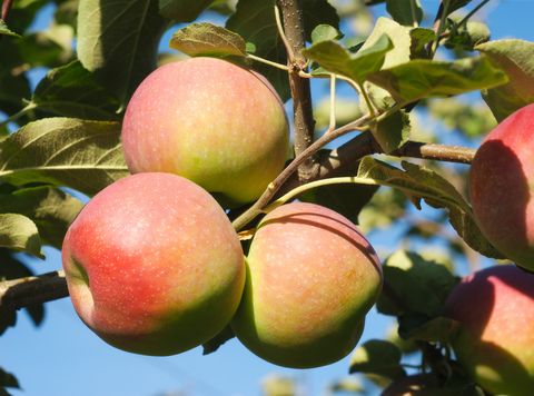 types of apples like pink lady