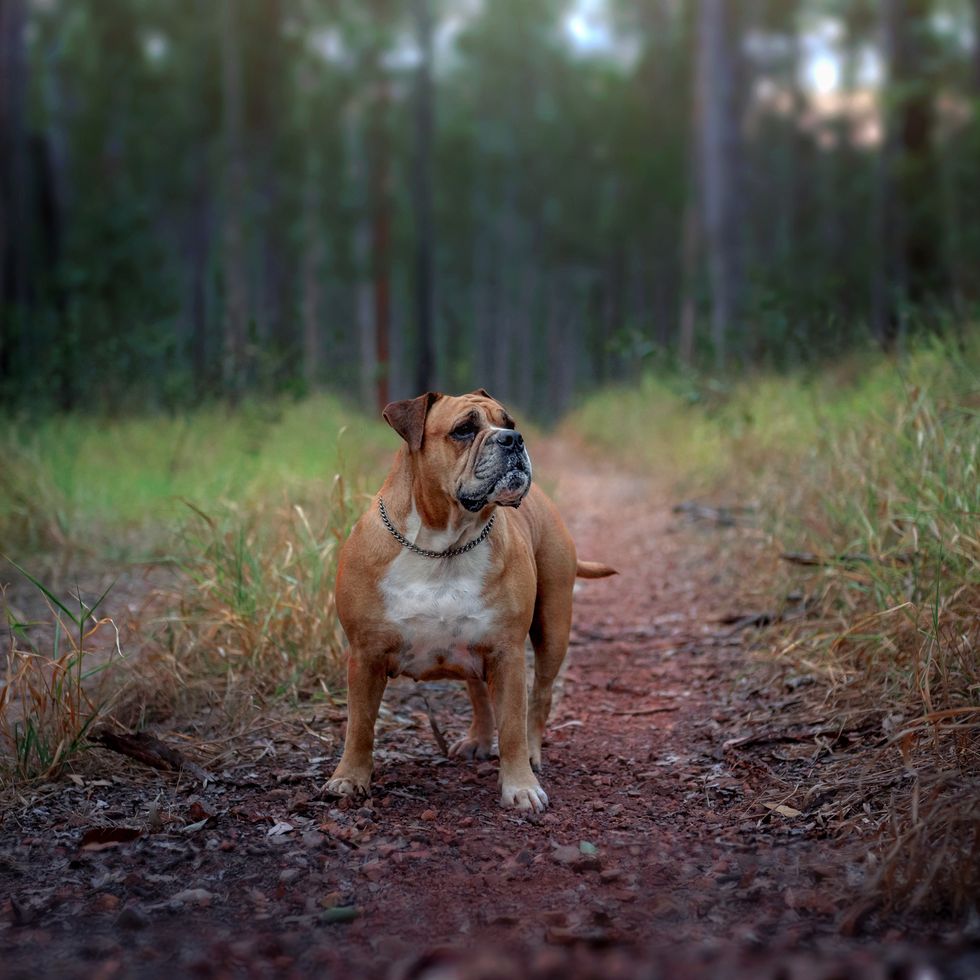 types of bulldogs australian bulldog standing in a forest