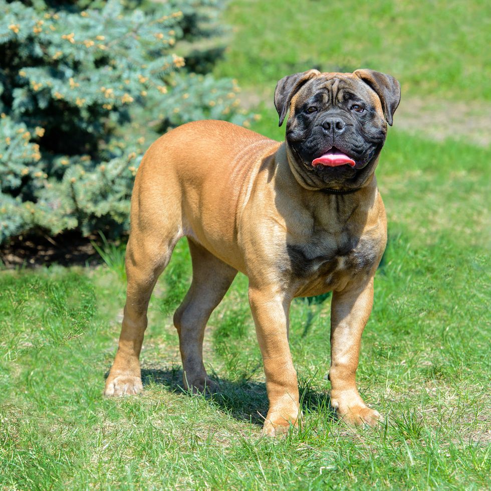 types of bulldogs bullmastiff standing on all fours in a backyard