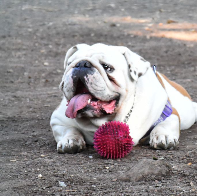 types of bulldogs english bulldog laying on the ground with a ball and tongue out