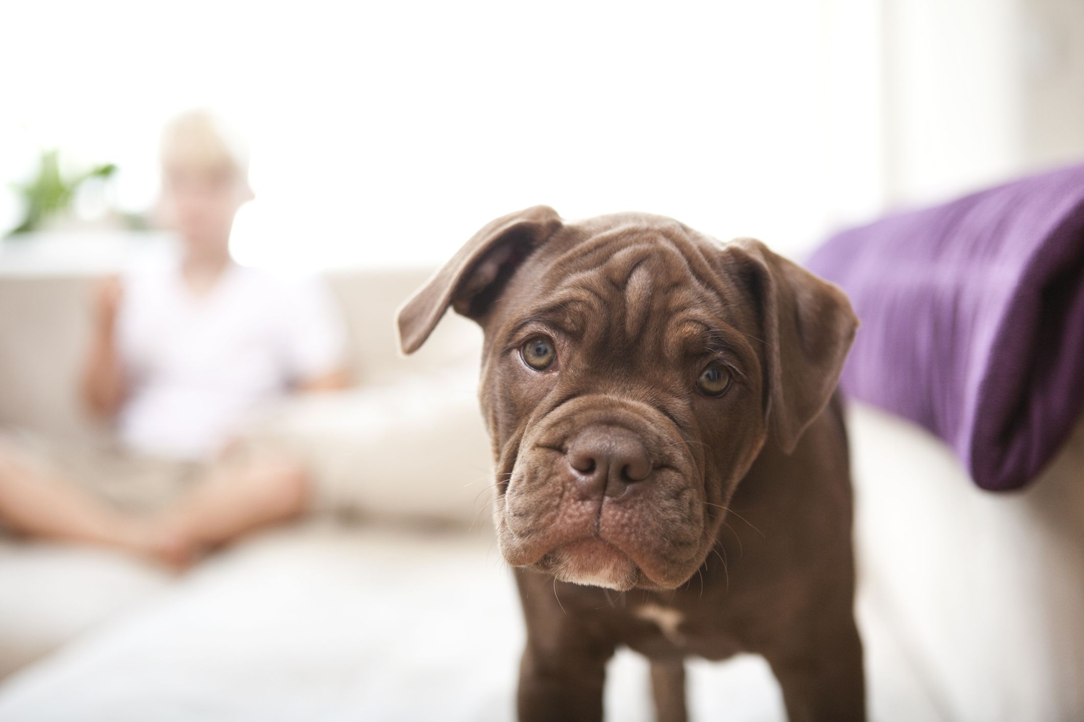 American bulldog hotsell long snout