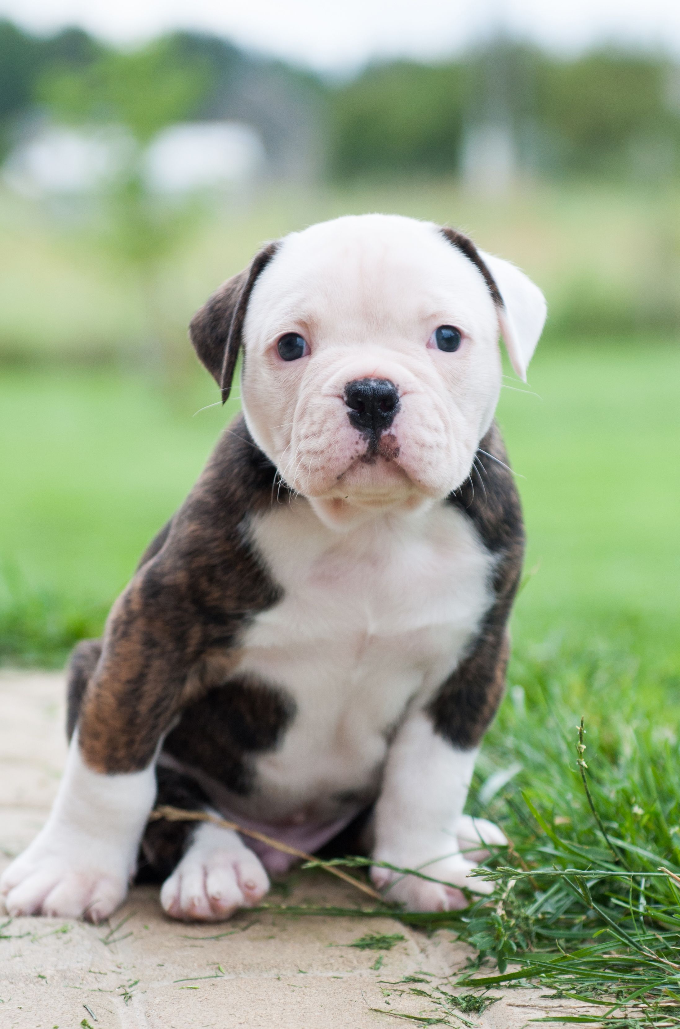 cute baby american bulldog