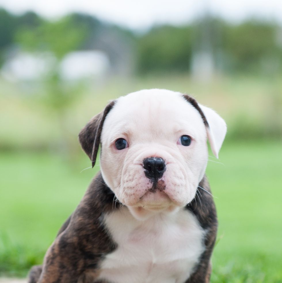 types of bulldogs red tiger coat american bulldog puppy sitting in the grass