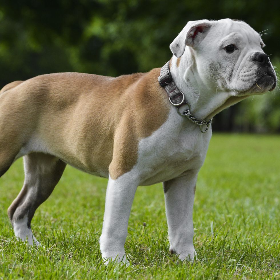 types of bulldogs victorian bulldog standing on all four legs on a grass field