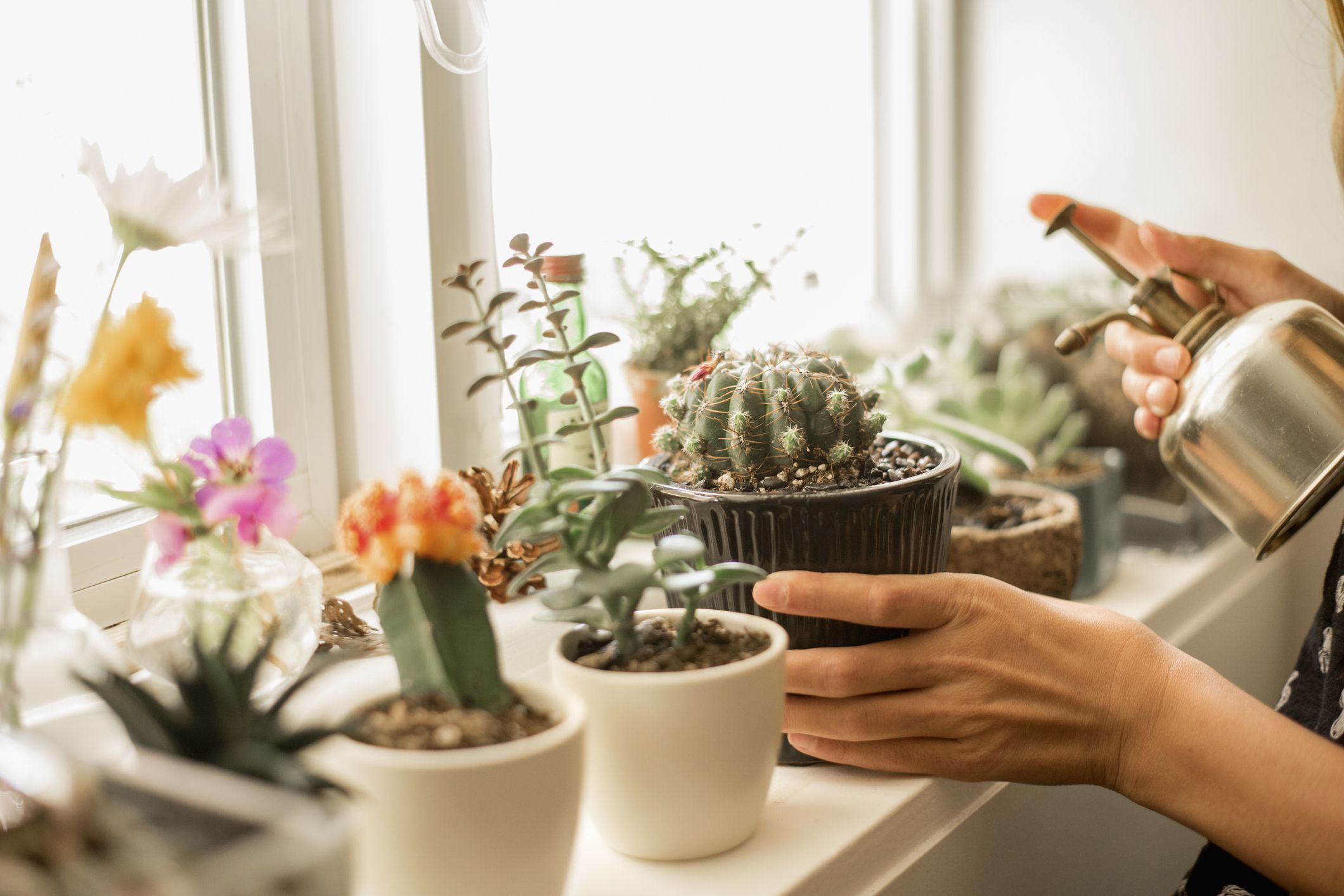 Indoor Beautiful Small Cactus Plants. Easy Indoor Plants. Home Decor.  Elegant Indoor Planter. – ROUGE 'N' LOVE ™