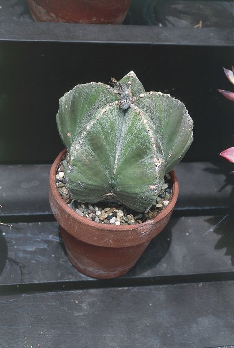gorra de obispo, astrophytum myriostigma, un tipo de cactus corto y rechoncho que se ve en forma de estrella desde arriba, en una maceta