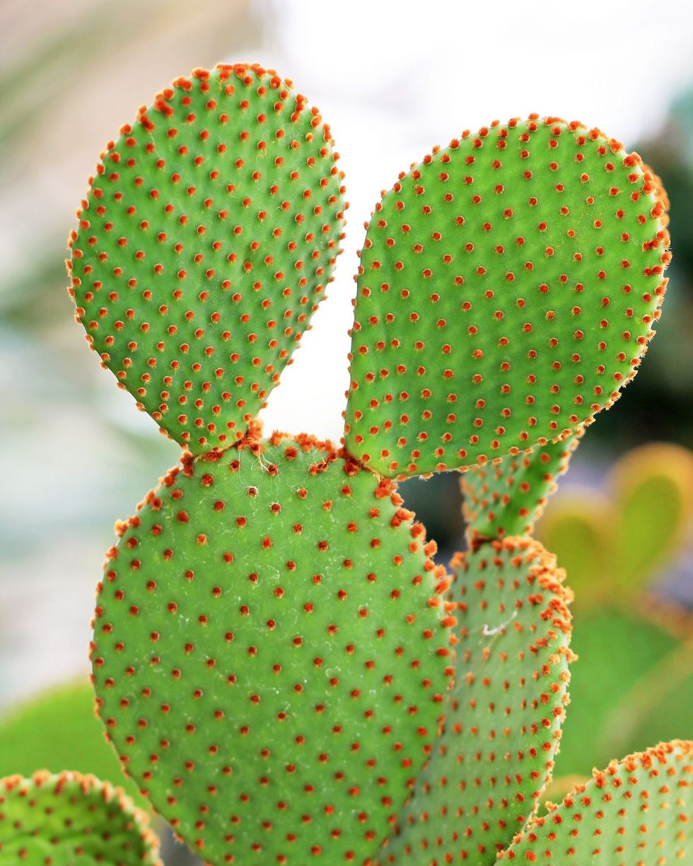 opuntia microdasys, a type of cactus with flat elliptical leaf segments resembling bunny ears, dotted with orange prickles