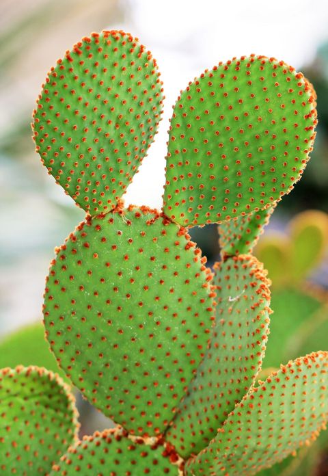 opuntia microdasys, un tipo de cactus con segmentos de hojas elípticas planas que se asemejan a orejas de conejo, salpicado de espinas anaranjadas