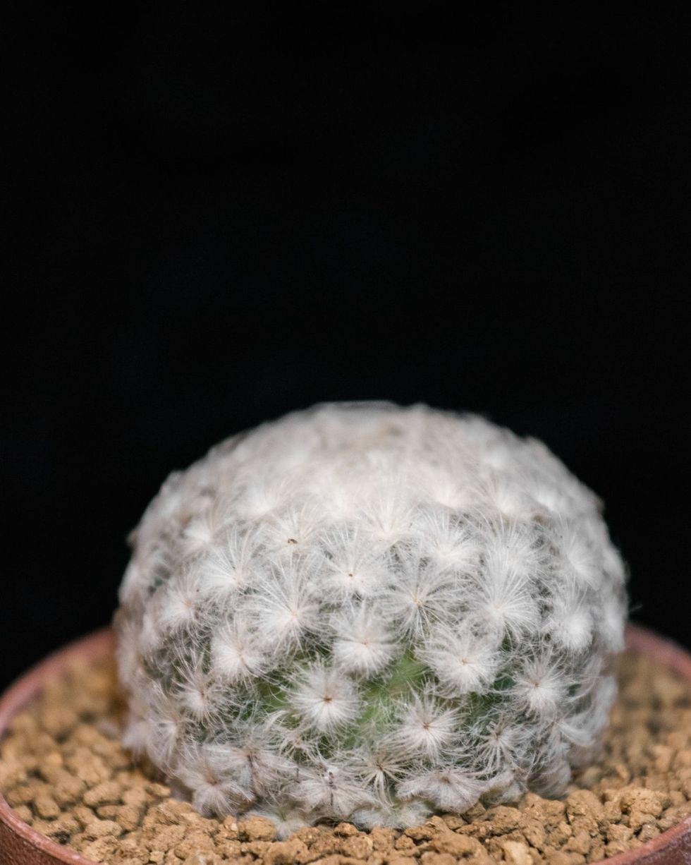 mammillaria plumosa, a ball shaped type of cactus covered in white feathery spines in pot