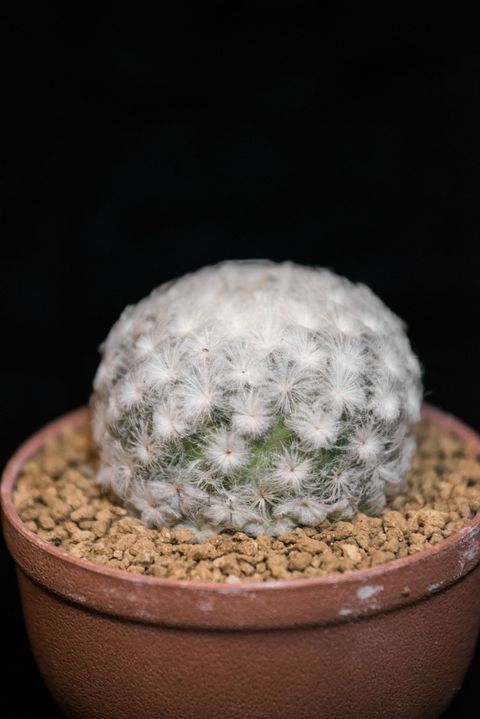 mammillaria plumosa, un tipo de cactus en forma de bola cubierto de espinas plumosas blancas en maceta