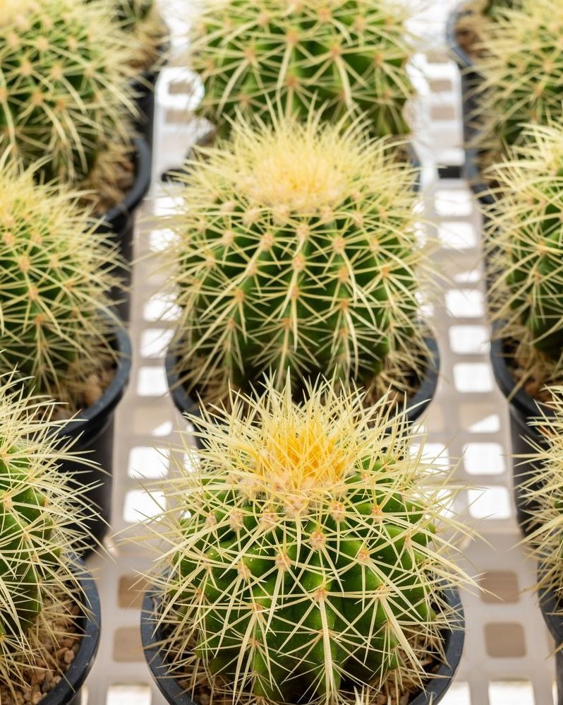 small potted echinocactus grusonii plants, a type of barrel cactus, in greenhouse