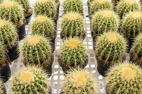 pequeñas plantas de echinocactus grusonii en maceta, un tipo de cactus de barril, en invernadero