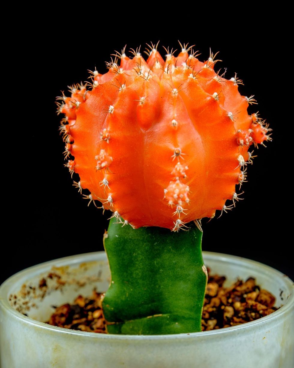 orange moon cactus, a type of cactus featuring a colorful orb shaped cactus growing on a green cactus base, resembling a moon