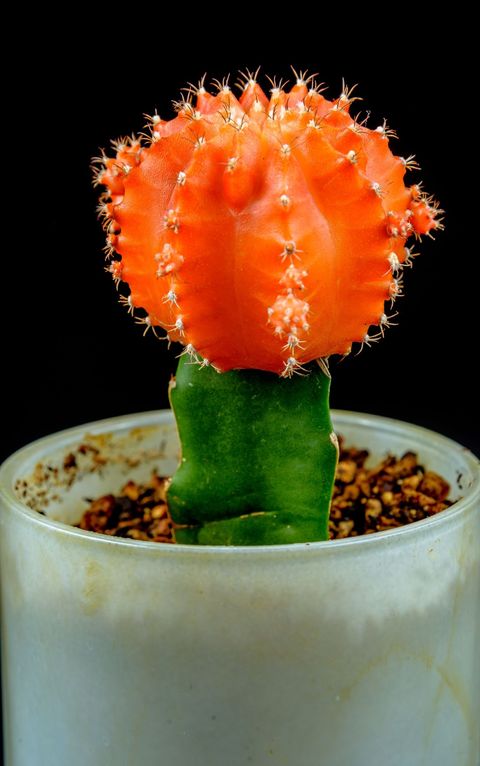 cactus de luna naranja, un tipo de cactus que presenta un colorido cactus en forma de orbe que crece sobre una base de cactus verde, que se asemeja a una luna