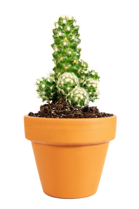 cactus en maceta en miniatura mammillaria elongata o cactus de encaje dorado aislado en una olla