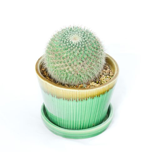 cactus anciana en forma de bola en una maceta verde vidriada