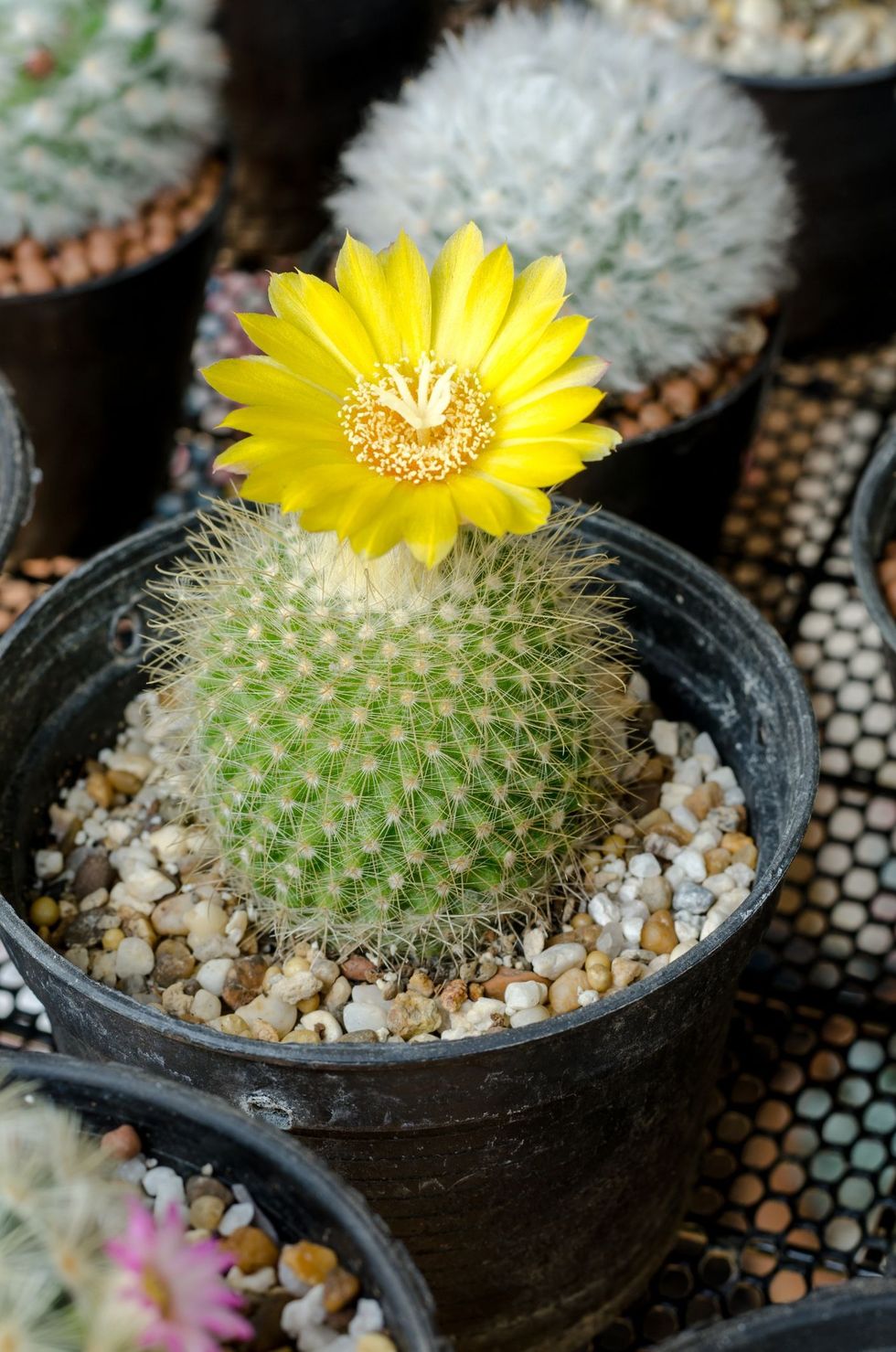 small, ball shaped parodia cactus, covered in spines with a single yellow flower sprouting from the top, in a pot