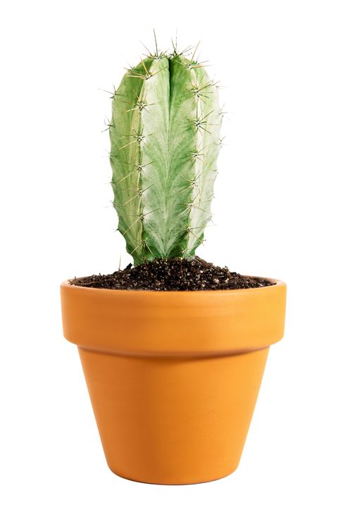Cactus en maceta en miniatura pilosocereus pachycladus en una maceta de terracota