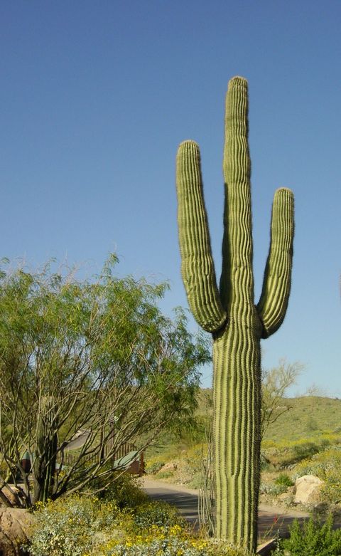cactus saguaro de tres brazos altos y de forma perfecta junto a un camino en un paisaje desértico