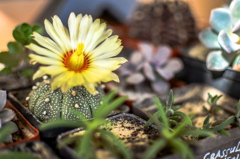 astrophytum asterias cactus, un pequeño cactus que se asemeja a un erizo de mar, con flor amarilla