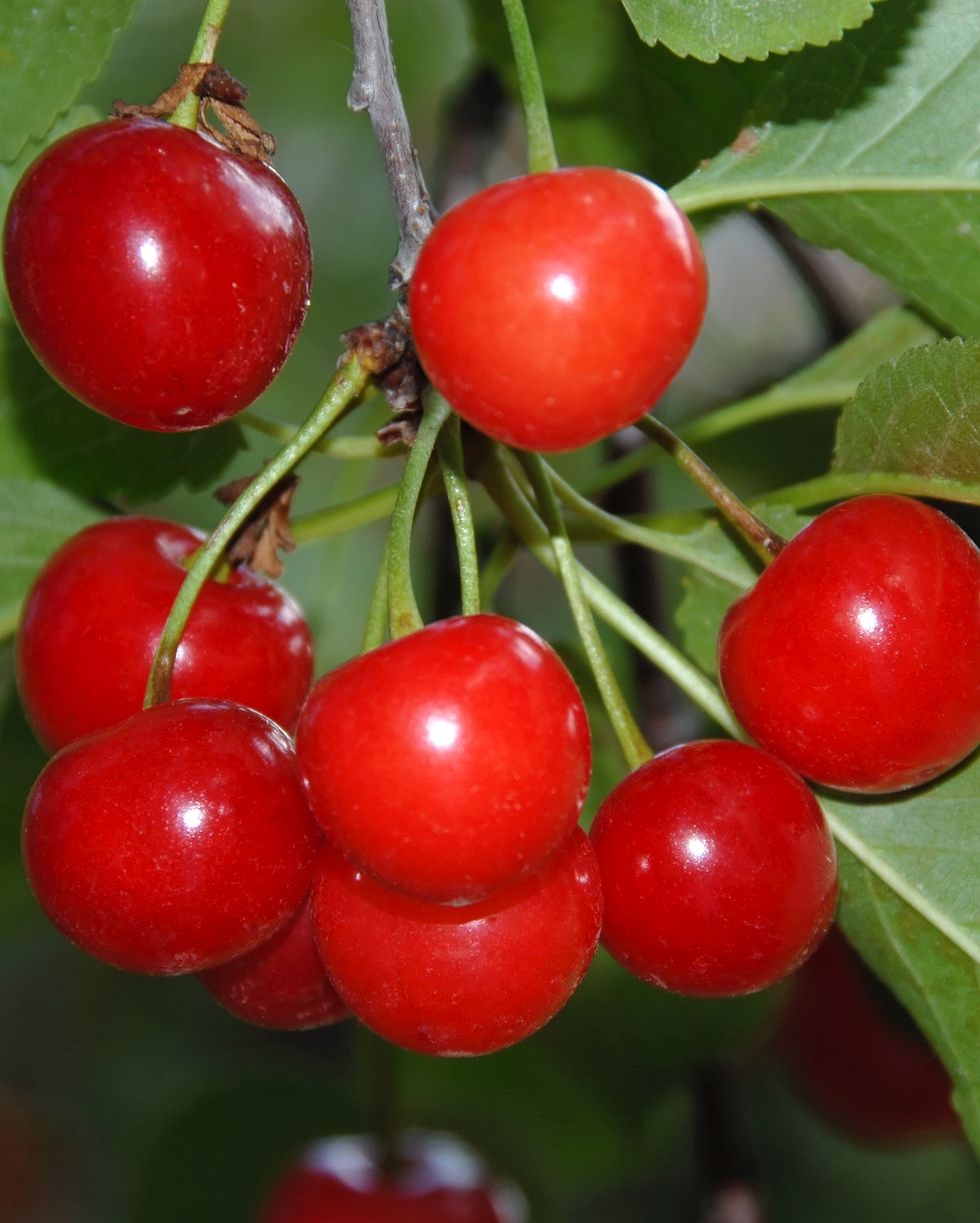 types of cherries sour montmorency