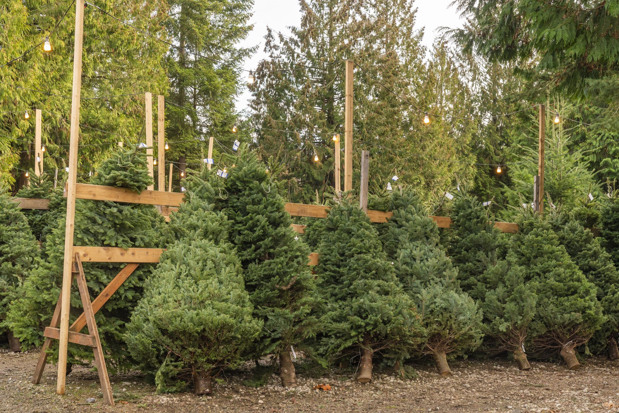different types of evergreen trees