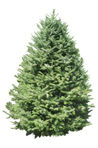 types of Christmas trees balsam fir