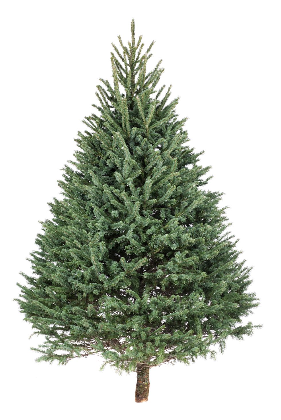 20 Most Popular Types of Christmas Trees and Tree Varieties