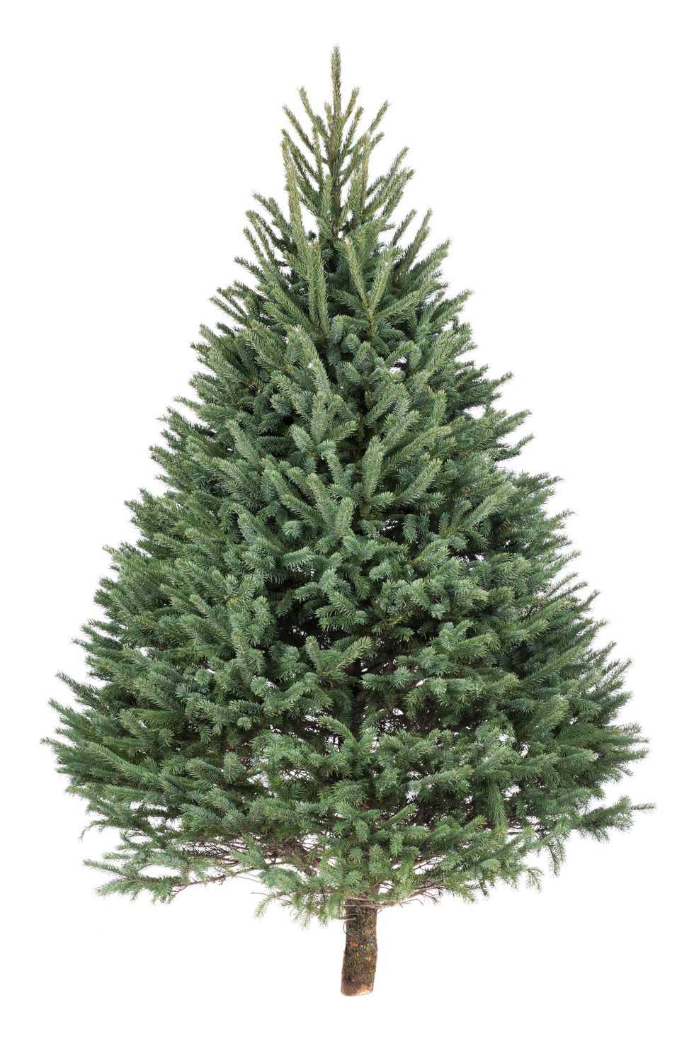 types of Christmas trees black hills spruce