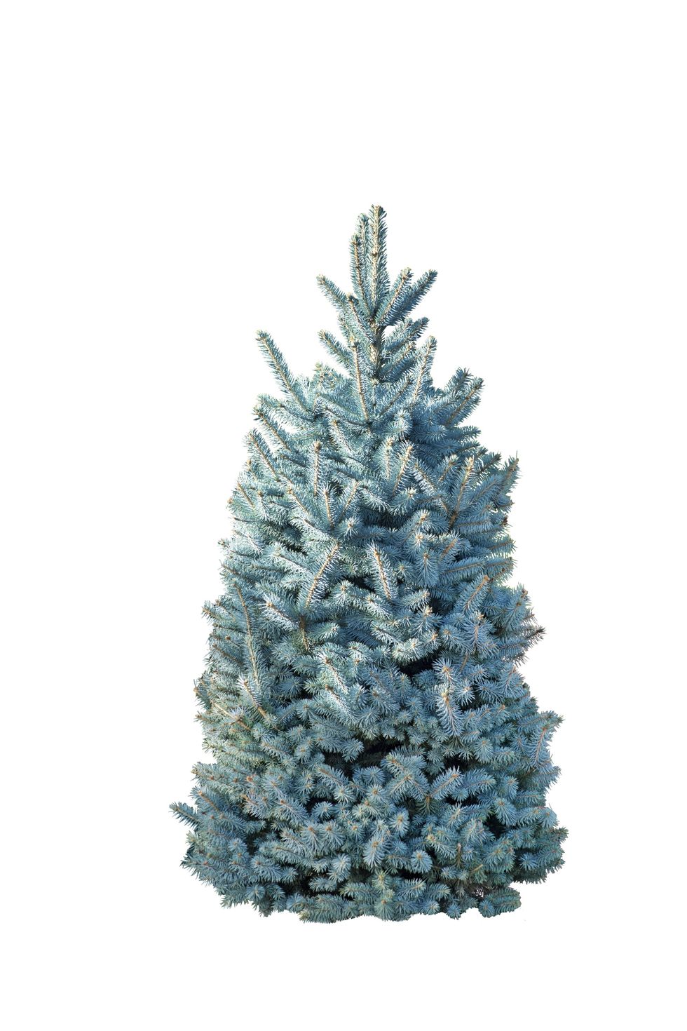 types of christmas trees colorado blue spruce