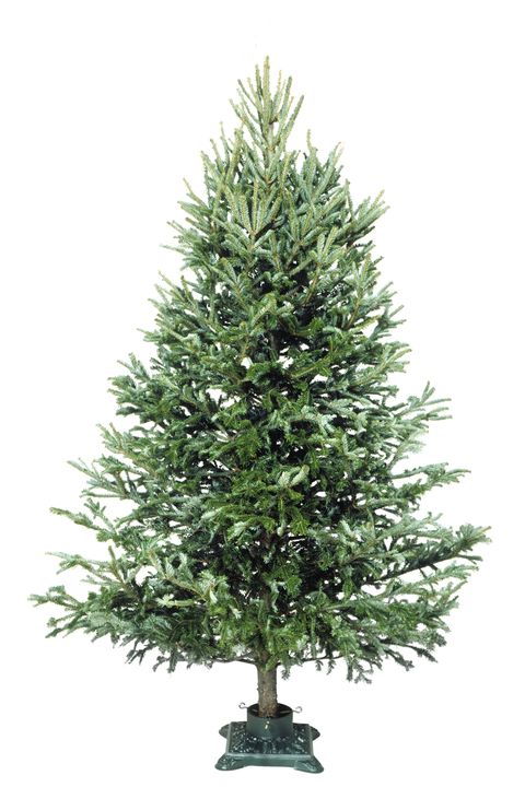 types of Christmas trees douglas fir