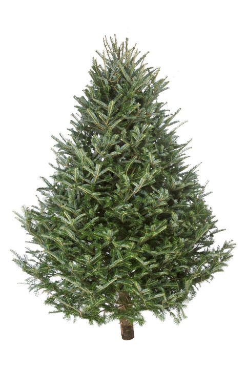 types of christmas trees fraser fir