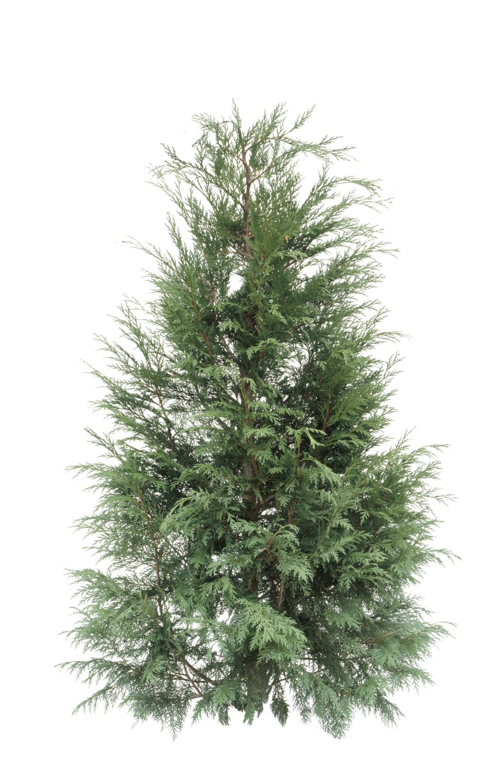 types of Christmas trees leyland cypress