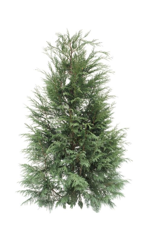 types of Christmas trees leyland cypress