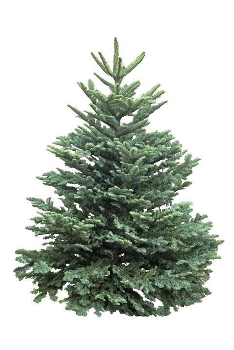 types of Christmas trees noble fir