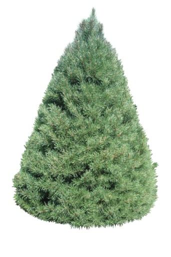 types of christmas trees scotch pine