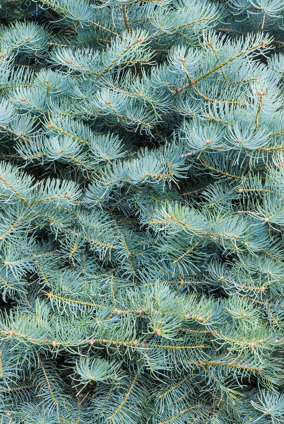 types of Christmas trees white fir