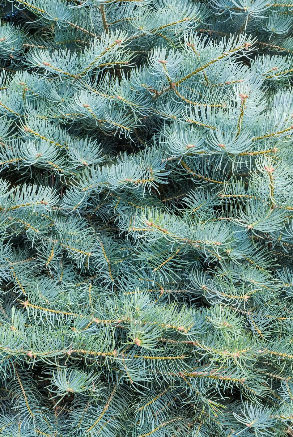 types of Christmas trees white fir
